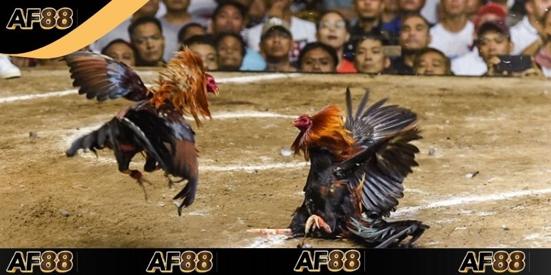 Hướng dẫn dùng hiệu quả từ cách pha chế thuốc gà đá tại AF88